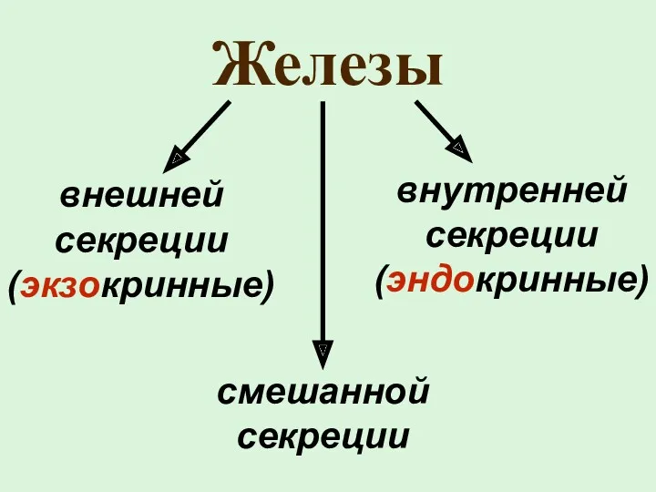 Железы внешней секреции (экзокринные) внутренней секреции (эндокринные) смешанной секреции