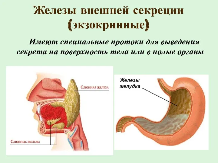 Железы внешней секреции (экзокринные) Имеют специальные протоки для выведения секрета