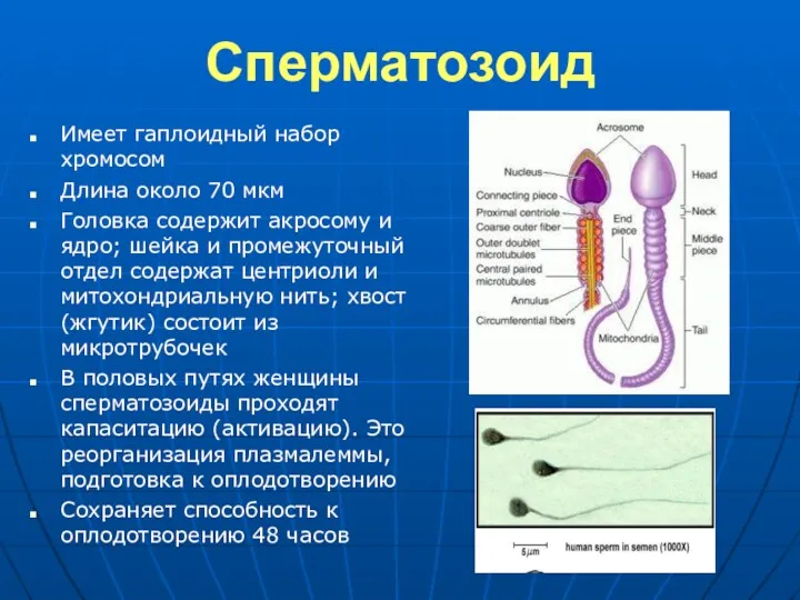 Сперматозоид Имеет гаплоидный набор хромосом Длина около 70 мкм Головка содержит акросому и
