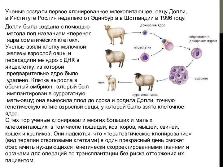 Ученые создали первое клонированное млекопитающее, овцу Долли, в Институте Рослин