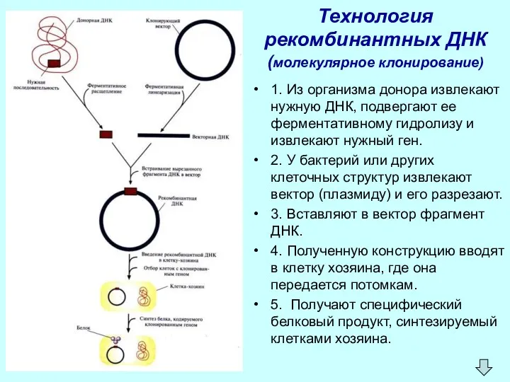 Технология рекомбинантных ДНК (молекулярное клонирование) 1. Из организма донора извлекают
