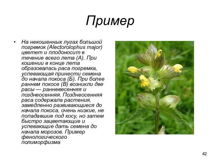 Пример На некошенных лугах большой погремок (Alectorolophus major) цветет и