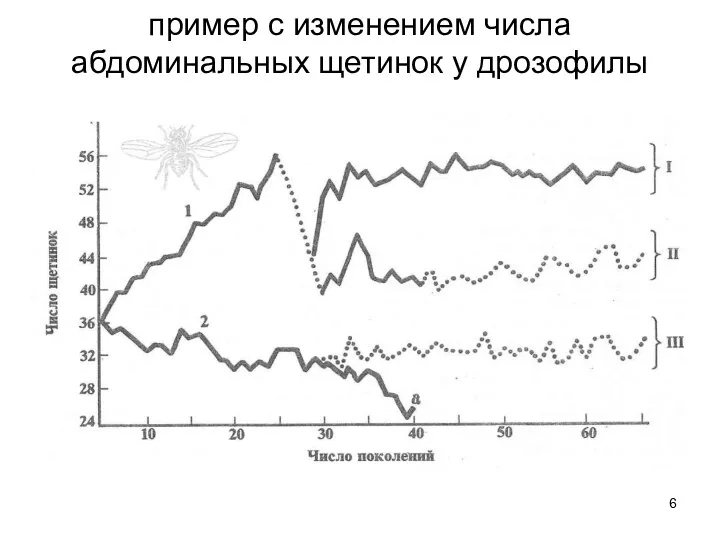 пример с изменением числа абдоминальных щетинок у дрозофилы