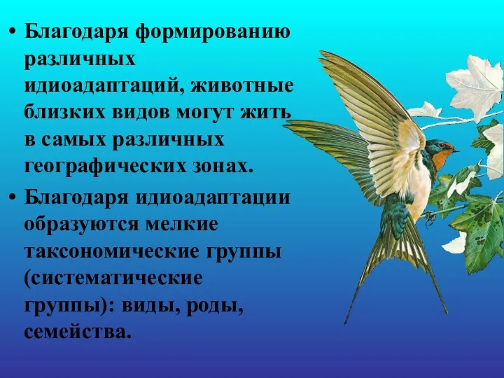 Благодаря формированию различных идиоадаптаций, животные близких видов могут жить в