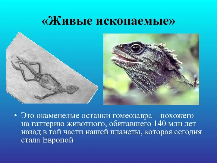 «Живые ископаемые» Это окаменелые останки гомеозавра – похожего на гаттерию