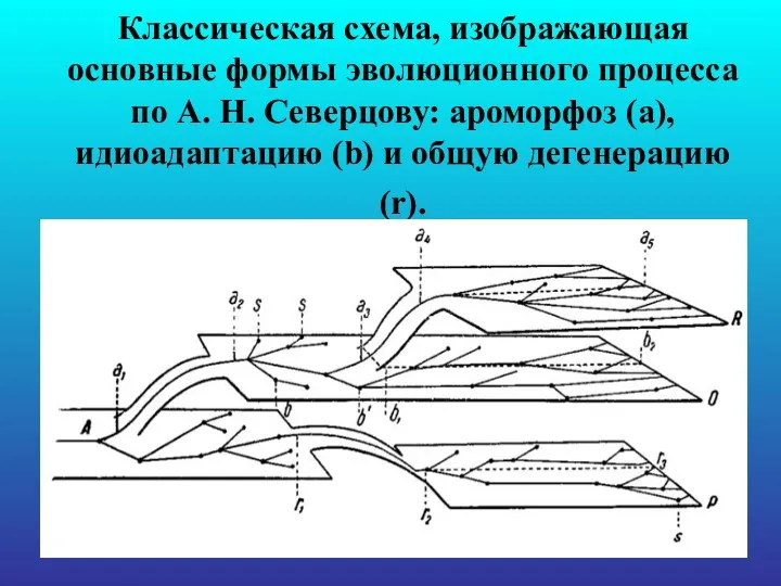 Классическая схема, изображающая основные формы эволюционного процесса по А. Н.