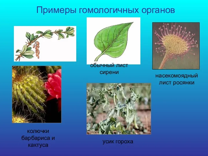 Примеры гомологичных органов насекомоядный лист росянки колючки барбариса и кактуса усик гороха обычный лист сирени