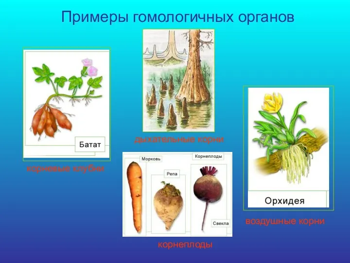 Примеры гомологичных органов корневые клубни дыхательные корни воздушные корни корнеплоды