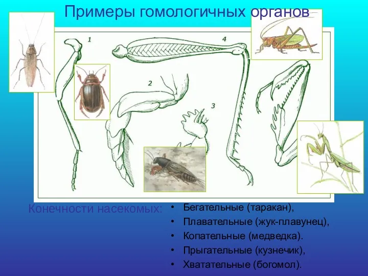 Бегательные (таракан), Плавательные (жук-плавунец), Копательные (медведка). Прыгательные (кузнечик), Хватательные (богомол). Конечности насекомых: Примеры гомологичных органов
