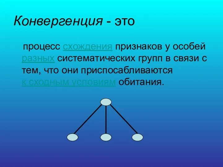 Конвергенция - это процесс схождения признаков у особей разных систематических