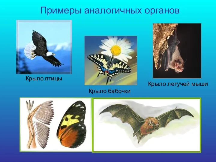 Примеры аналогичных органов Крыло летучей мыши Крыло бабочки Крыло птицы