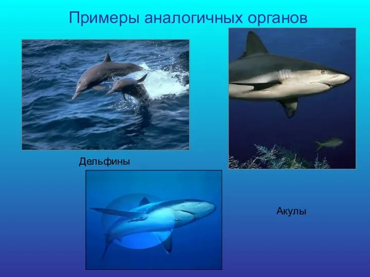 Примеры аналогичных органов Акулы Дельфины