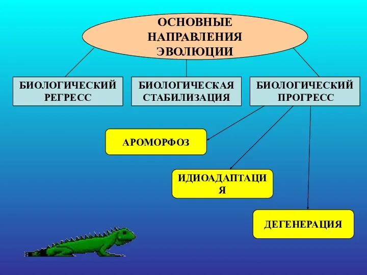 ОСНОВНЫЕ НАПРАВЛЕНИЯ ЭВОЛЮЦИИ БИОЛОГИЧЕСКИЙ РЕГРЕСС БИОЛОГИЧЕСКАЯ СТАБИЛИЗАЦИЯ БИОЛОГИЧЕСКИЙ ПРОГРЕСС АРОМОРФОЗ ИДИОАДАПТАЦИЯ ДЕГЕНЕРАЦИЯ