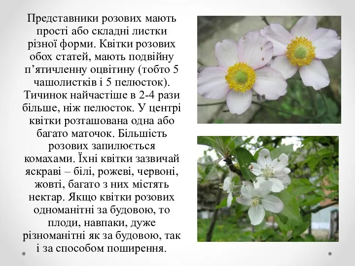 Представники розових мають прості або складні листки різної форми. Квітки