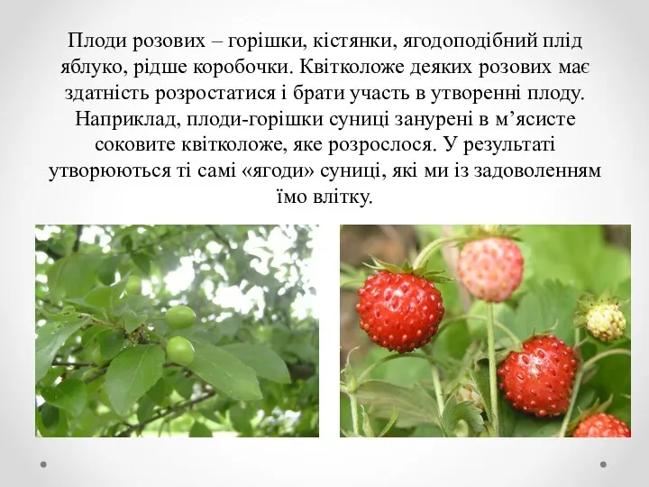 Плоди розових – горішки, кістянки, ягодоподібний плід яблуко, рідше коробочки.