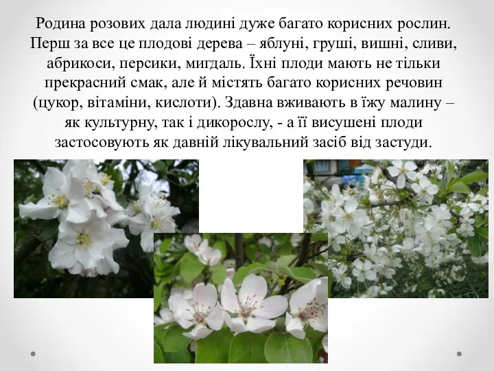 Родина розових дала людині дуже багато корисних рослин. Перш за