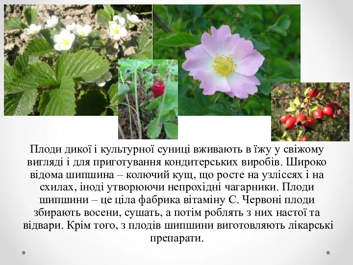 Плоди дикої і культурної суниці вживають в їжу у свіжому