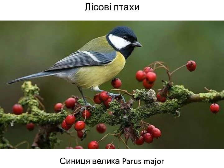 Лісові птахи Синиця велика Parus major