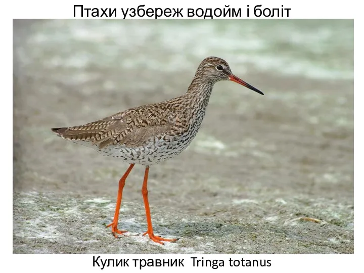 Птахи узбереж водойм і боліт Кулик травник Tringa totanus