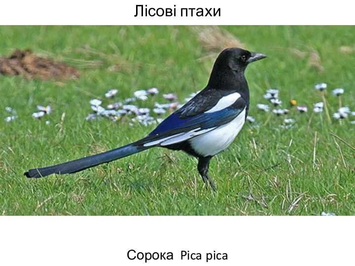 Лісові птахи Сорока Pica pica