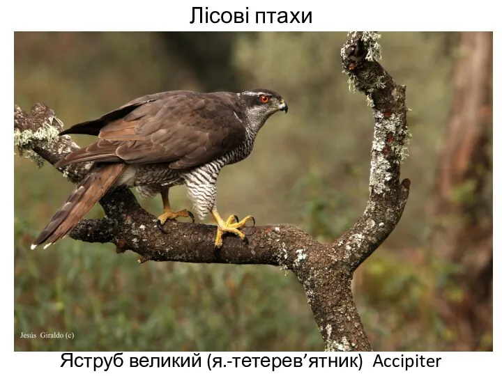 Лісові птахи Яструб великий (я.-тетерев’ятник) Accipiter gentilis