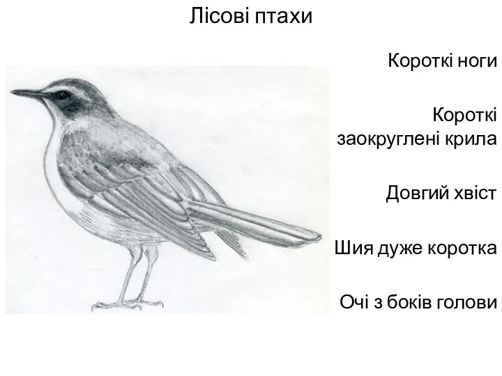 Лісові птахи Короткі ноги Короткі заокруглені крила Довгий хвіст Шия дуже коротка Очі з боків голови