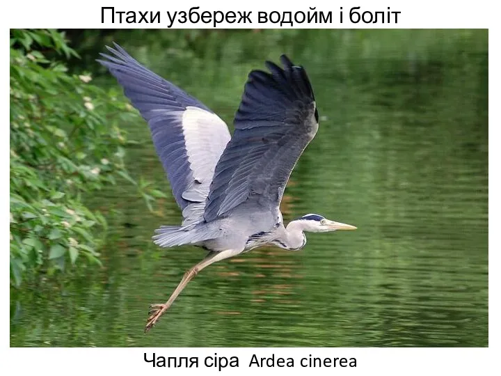 Птахи узбереж водойм і боліт Чапля сіра Ardea cinerea