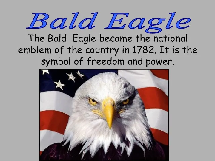 Bald Eagle The Bald Eagle became the national emblem of