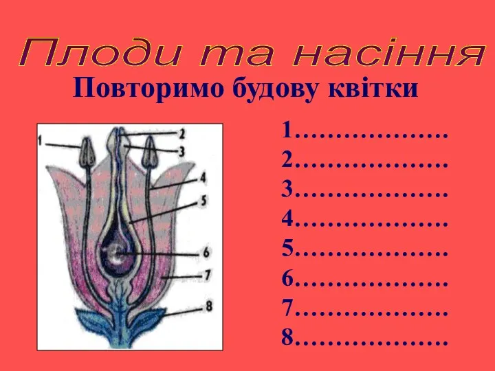 Плоди та насіння Повторимо будову квітки 1………………. 2………………. 3………………. 4………………. 5………………. 6………………. 7………………. 8……………….