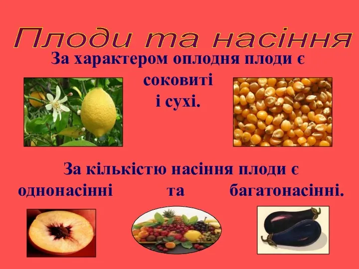 Плоди та насіння За характером оплодня плоди є соковиті і