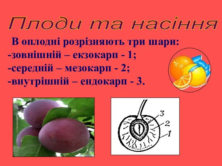 Плоди та насіння В оплодні розрізняють три шари: зовнішній –