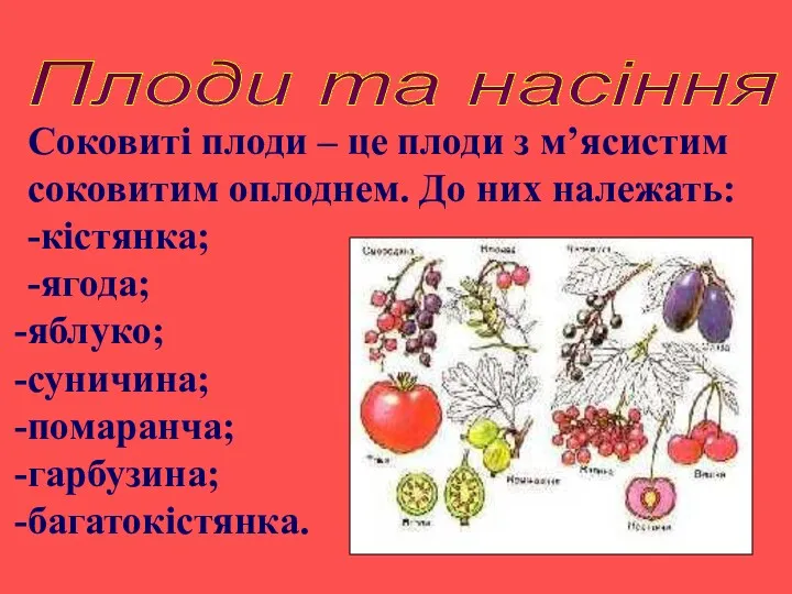 Плоди та насіння Соковиті плоди – це плоди з м’ясистим