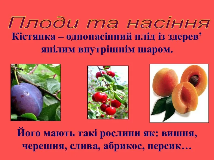 Плоди та насіння Кістянка – однонасінний плід із здерев’янілим внутрішнім