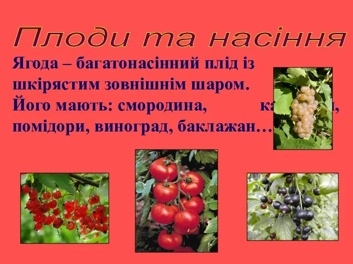 Плоди та насіння Ягода – багатонасінний плід із шкірястим зовнішнім