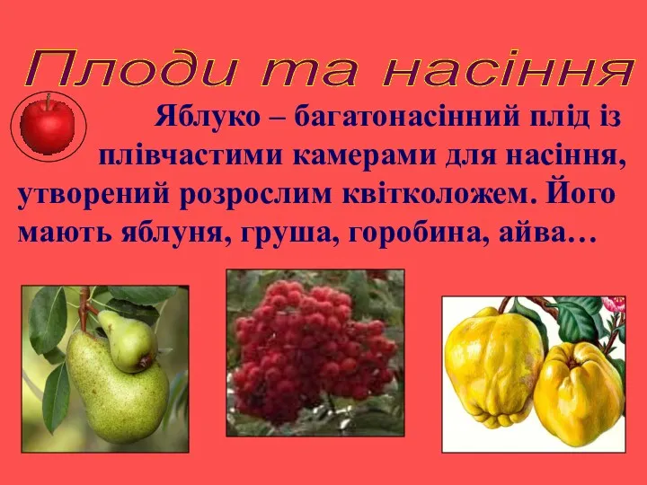 Плоди та насіння Яблуко – багатонасінний плід із плівчастими камерами