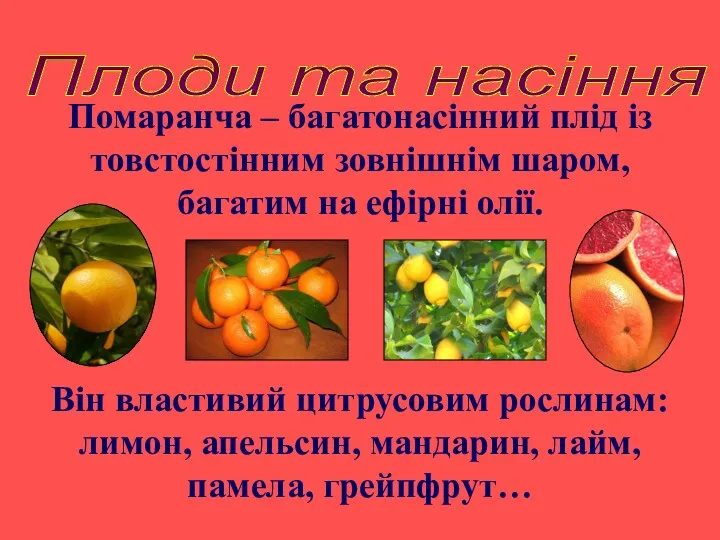 Плоди та насіння Помаранча – багатонасінний плід із товстостінним зовнішнім