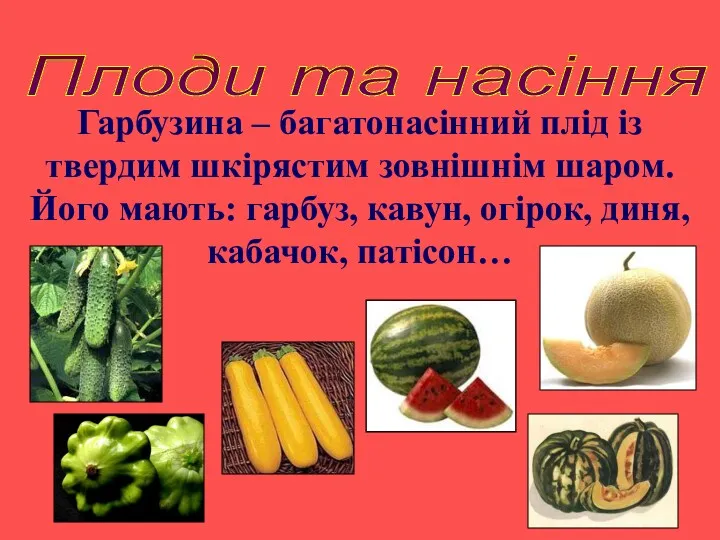 Плоди та насіння Гарбузина – багатонасінний плід із твердим шкірястим