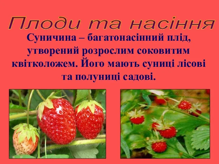 Плоди та насіння Суничина – багатонасінний плід, утворений розрослим соковитим