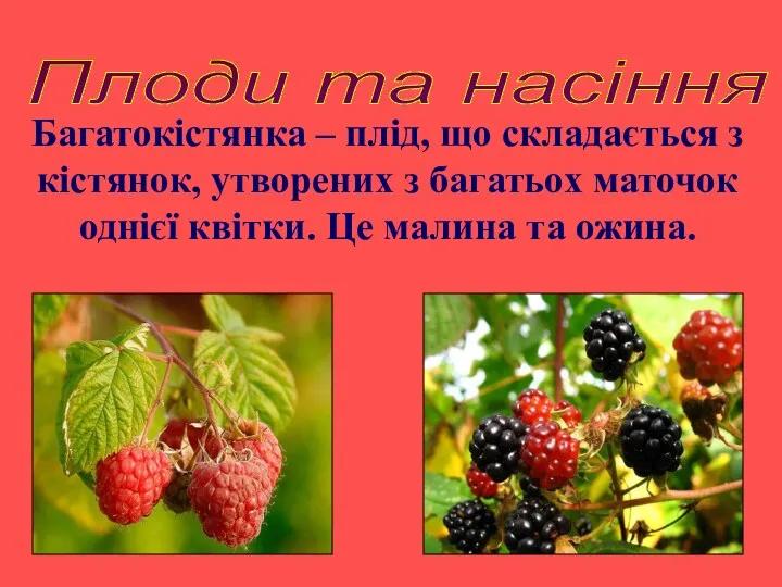 Плоди та насіння Багатокістянка – плід, що складається з кістянок,
