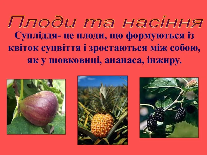 Супліддя- це плоди, що формуються із квіток суцвіття і зростаються