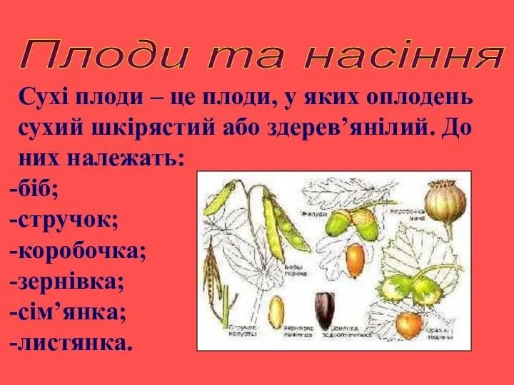 Плоди та насіння Сухі плоди – це плоди, у яких