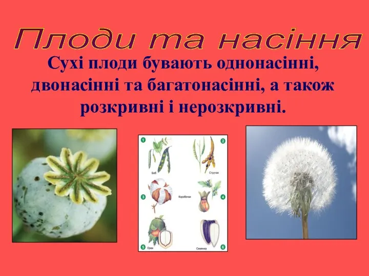 Плоди та насіння Сухі плоди бувають однонасінні, двонасінні та багатонасінні, а також розкривні і нерозкривні.