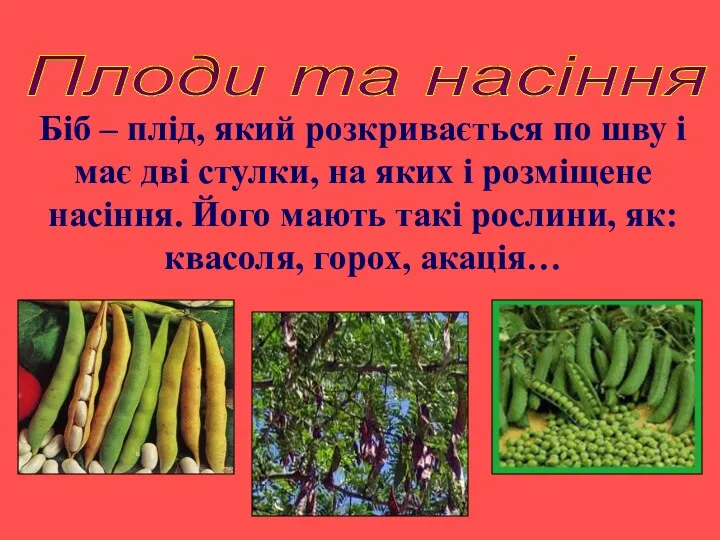 Плоди та насіння Біб – плід, який розкривається по шву