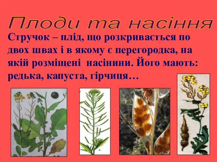 Плоди та насіння Стручок – плід, що розкривається по двох