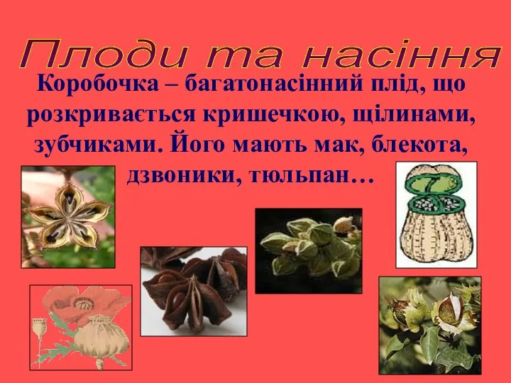 Плоди та насіння Коробочка – багатонасінний плід, що розкривається кришечкою,