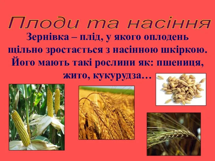 Плоди та насіння Зернівка – плід, у якого оплодень щільно