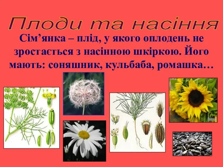 Плоди та насіння Сім’янка – плід, у якого оплодень не