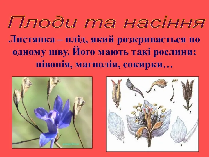 Плоди та насіння Листянка – плід, який розкривається по одному