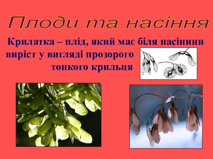 Плоди та насіння Крилатка – плід, який має біля насінини виріст у вигляді прозорого тонкого крильця