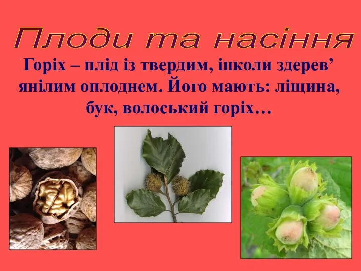 Горіх – плід із твердим, інколи здерев’янілим оплоднем. Його мають: